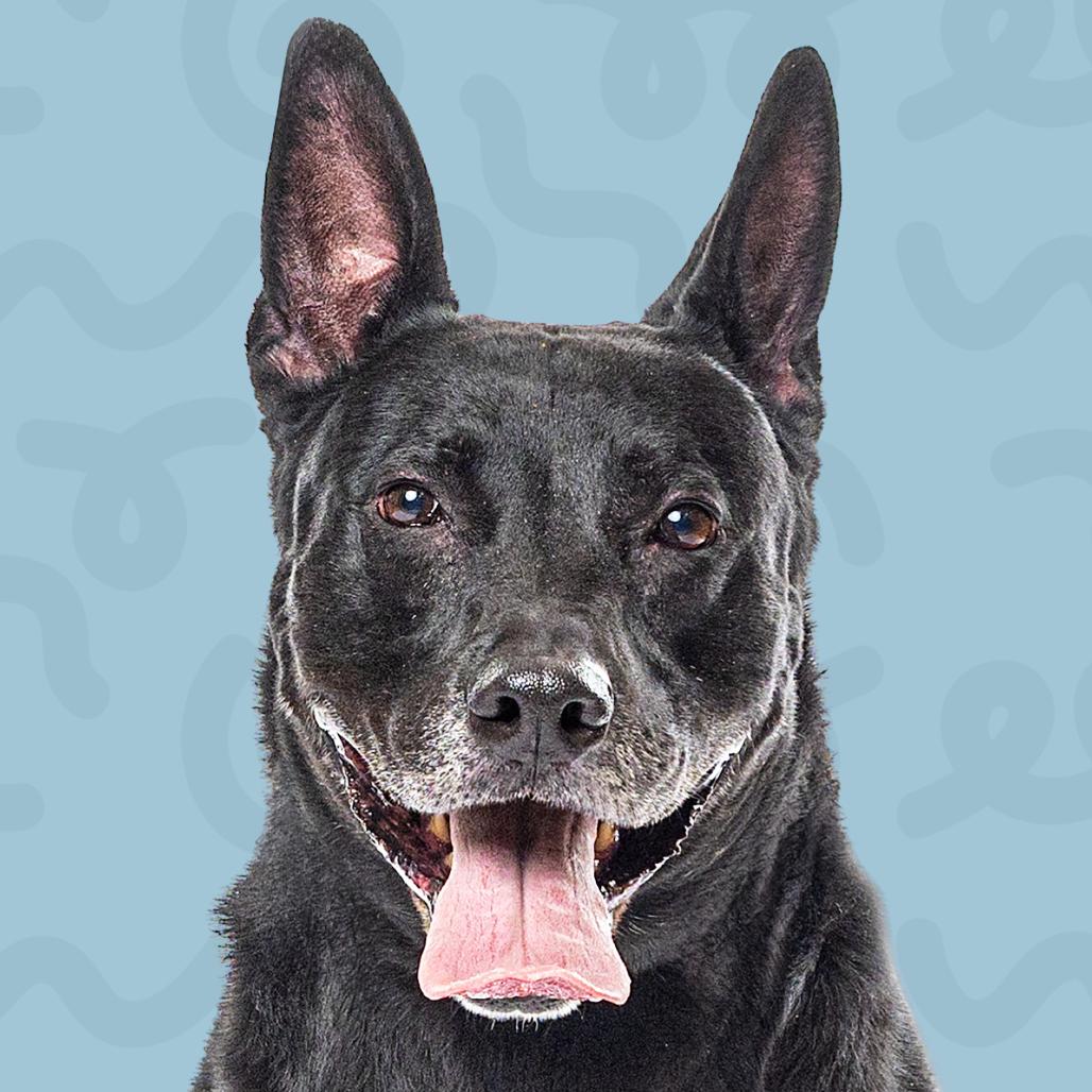 Bowie, a Adoptable mixed breed in Reno, NV image 5/6