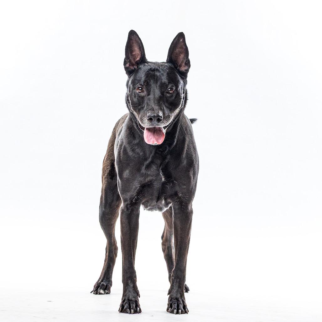 Enlarge Bowie, a Adoptable mixed breed in Reno, NV image 5/5