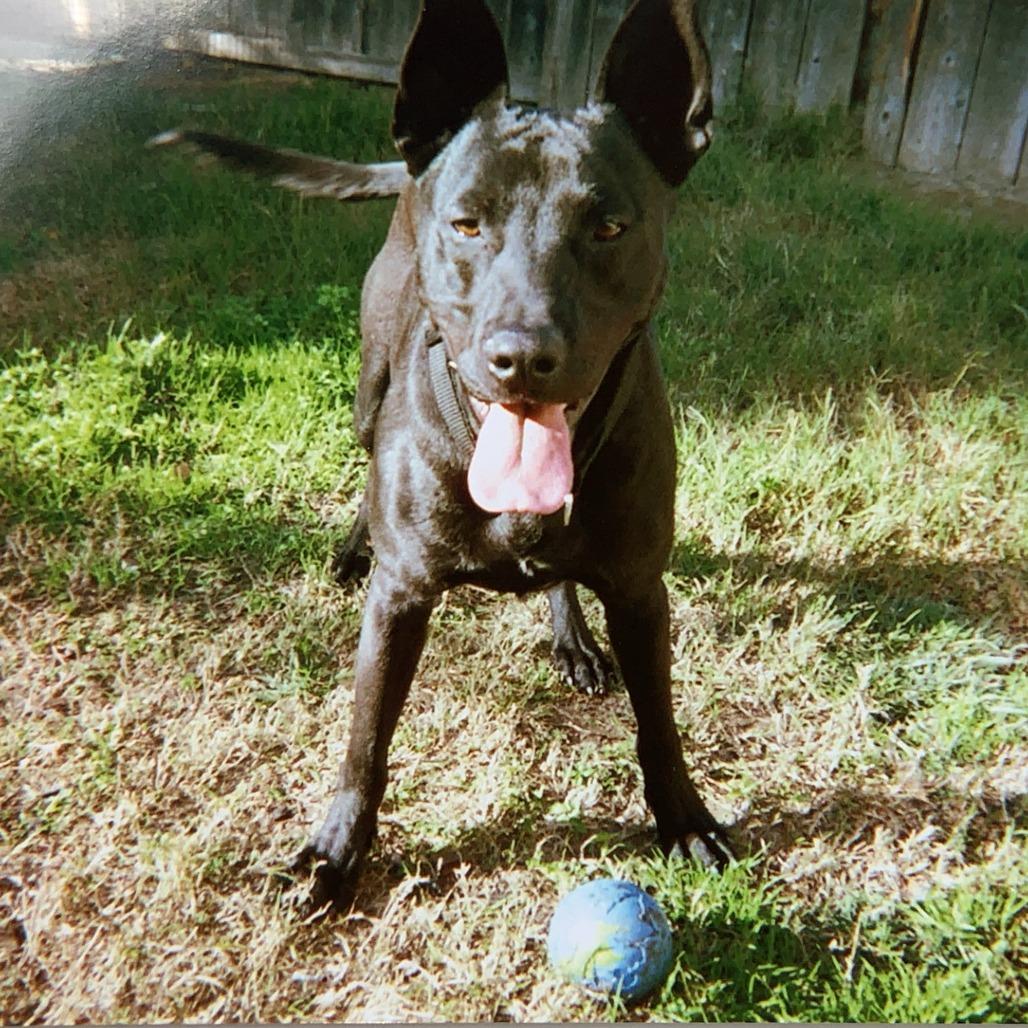 Bowie, a Adoptable mixed breed in Reno, NV image 6/6