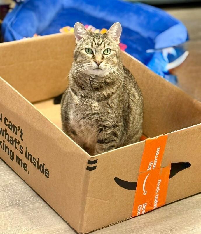 Saffie Rose, Adoptable, Adult Female Tabby.