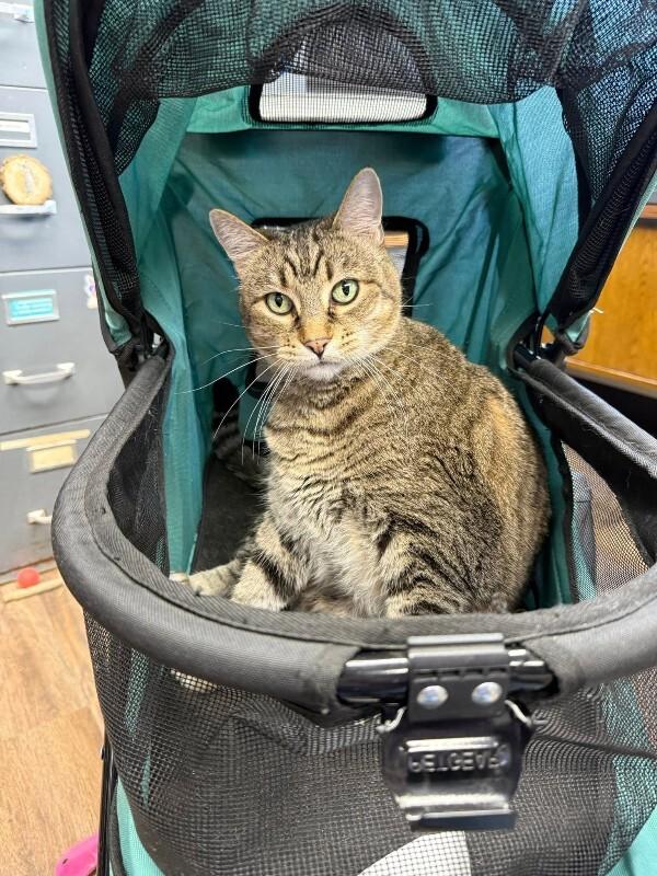 Enlarge Saffie Rose, a Adoptable Tabby in Belton, MO image 2/6