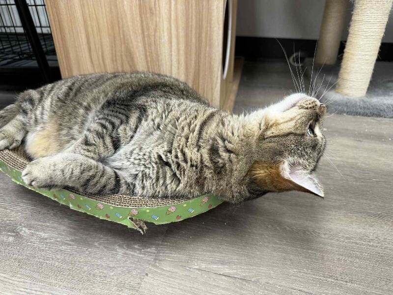 Saffie Rose, a Adoptable Tabby in Belton, MO image 1/6