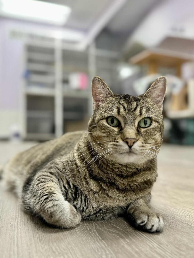 Saffie Rose, a Adoptable Tabby in Belton, MO image 2/6