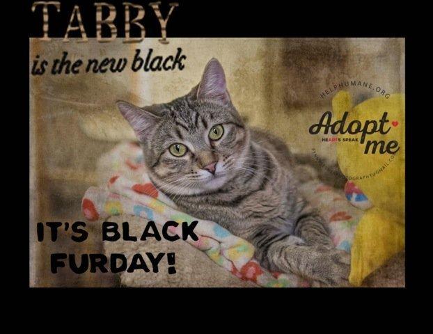 Saffie Rose, a Adoptable Tabby in Belton, MO image 3/6