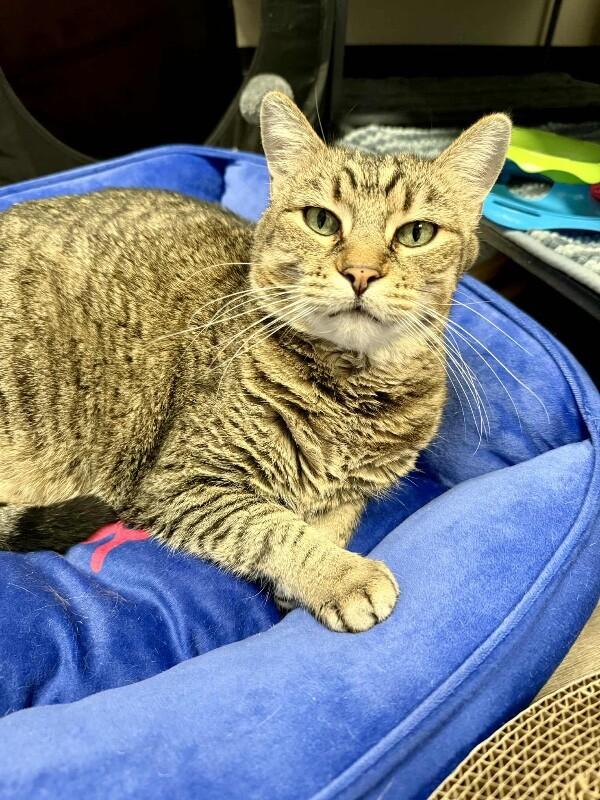 Saffie Rose, a Adoptable Tabby in Belton, MO image 4/6