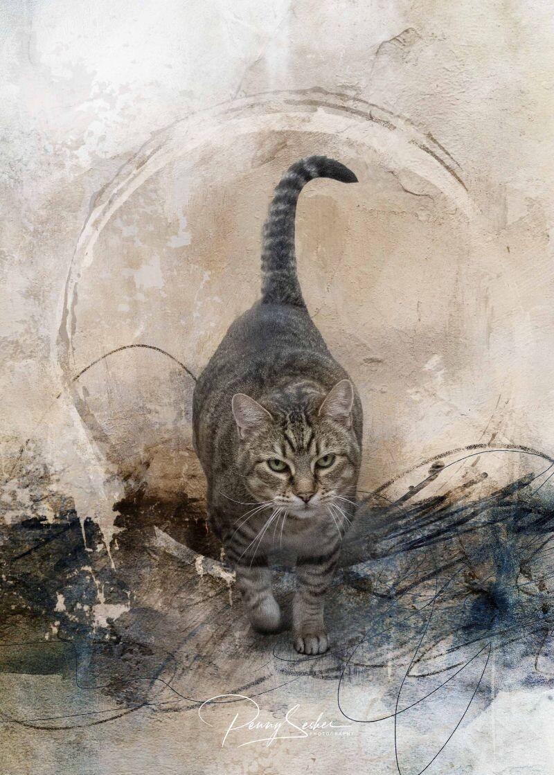 Saffie Rose, a Adoptable Tabby in Belton, MO image 5/6