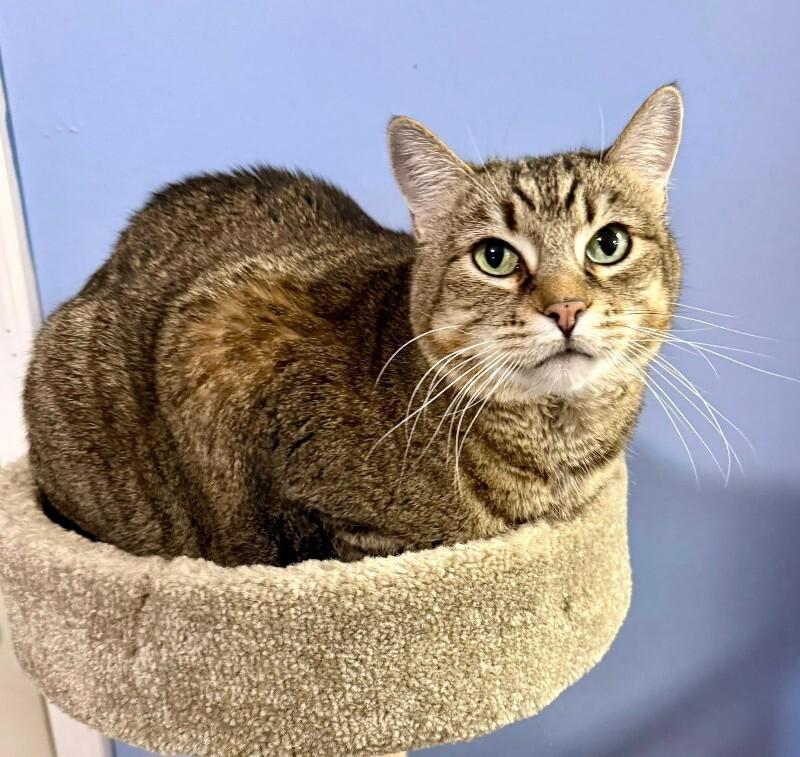 Enlarge Saffie Rose, a Adoptable Tabby in Belton, MO image 4/6