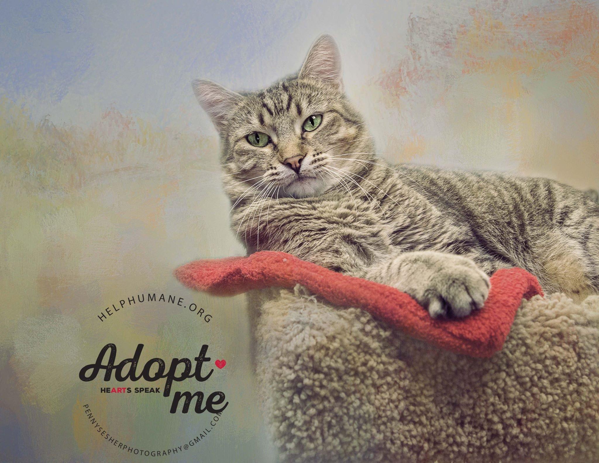 Enlarge Saffie Rose, a Adoptable Tabby in Belton, MO image 5/6