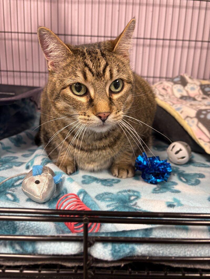 Saffie Rose, a Adoptable Tabby in Belton, MO image 6/6