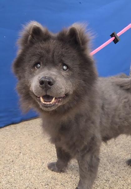 Enlarge Baby, a ADOPTABLE mixed breed in Nashua, NH image 1/2