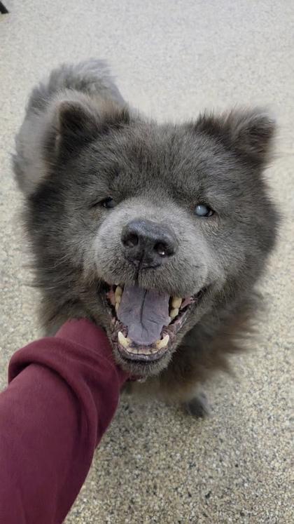 Enlarge Baby, a ADOPTABLE mixed breed in Nashua, NH image 2/2