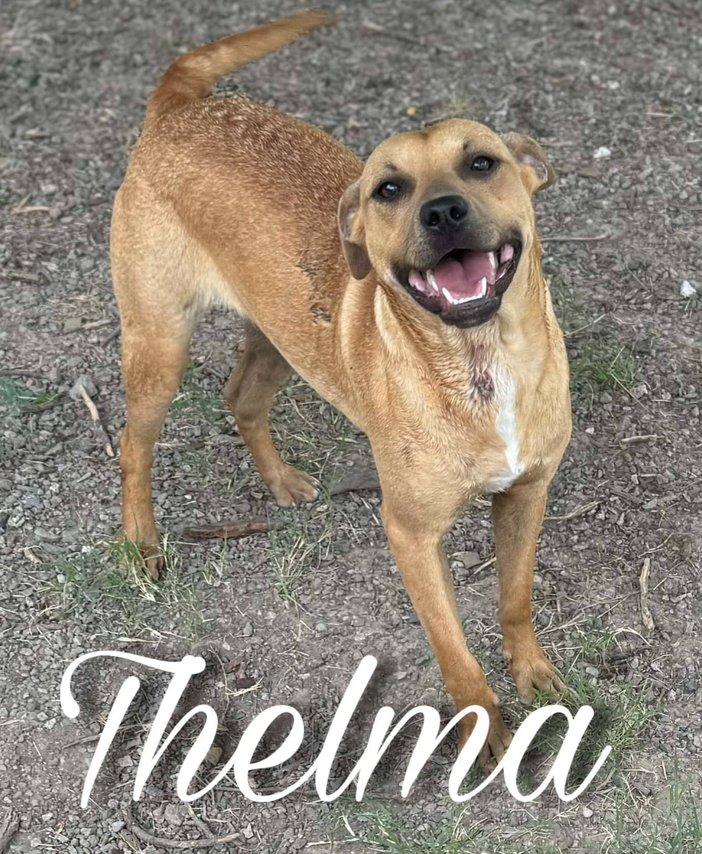 Enlarge Thelma, a Adoptable mixed breed in Sherman, TX image 1/1
