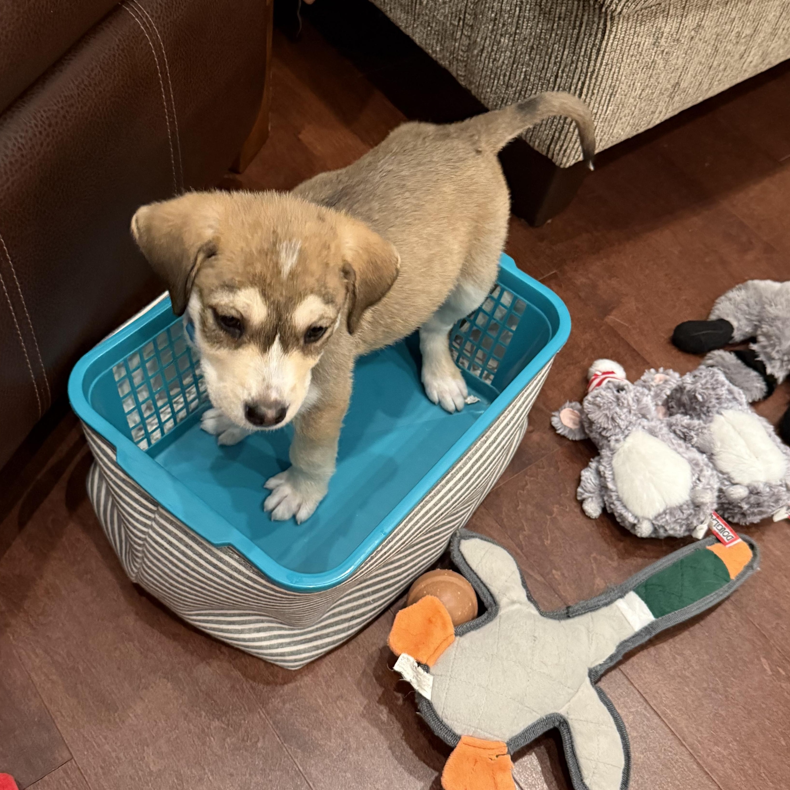 Enlarge Rocky, an adopted mixed breed in Branchville, NJ image 6/6