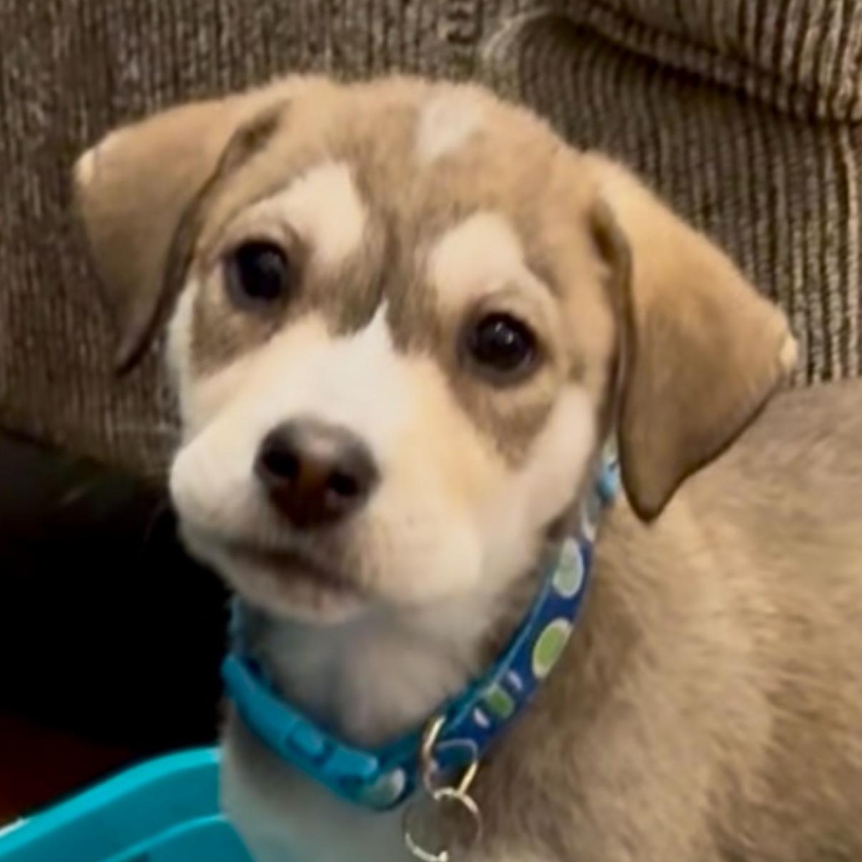 Enlarge Rocky, an adopted mixed breed in Branchville, NJ image 1/6