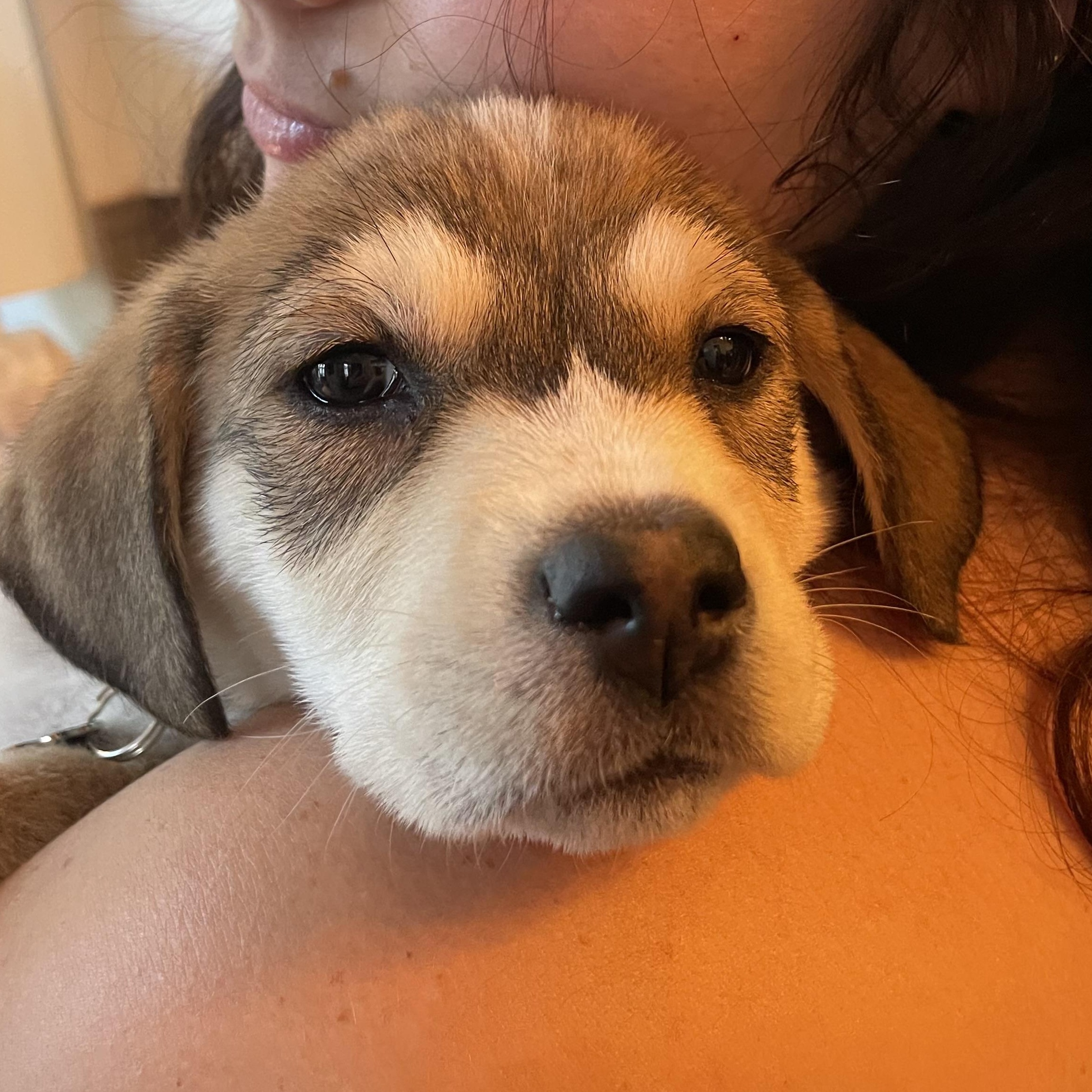 Enlarge Rocky, an adopted mixed breed in Branchville, NJ image 2/6