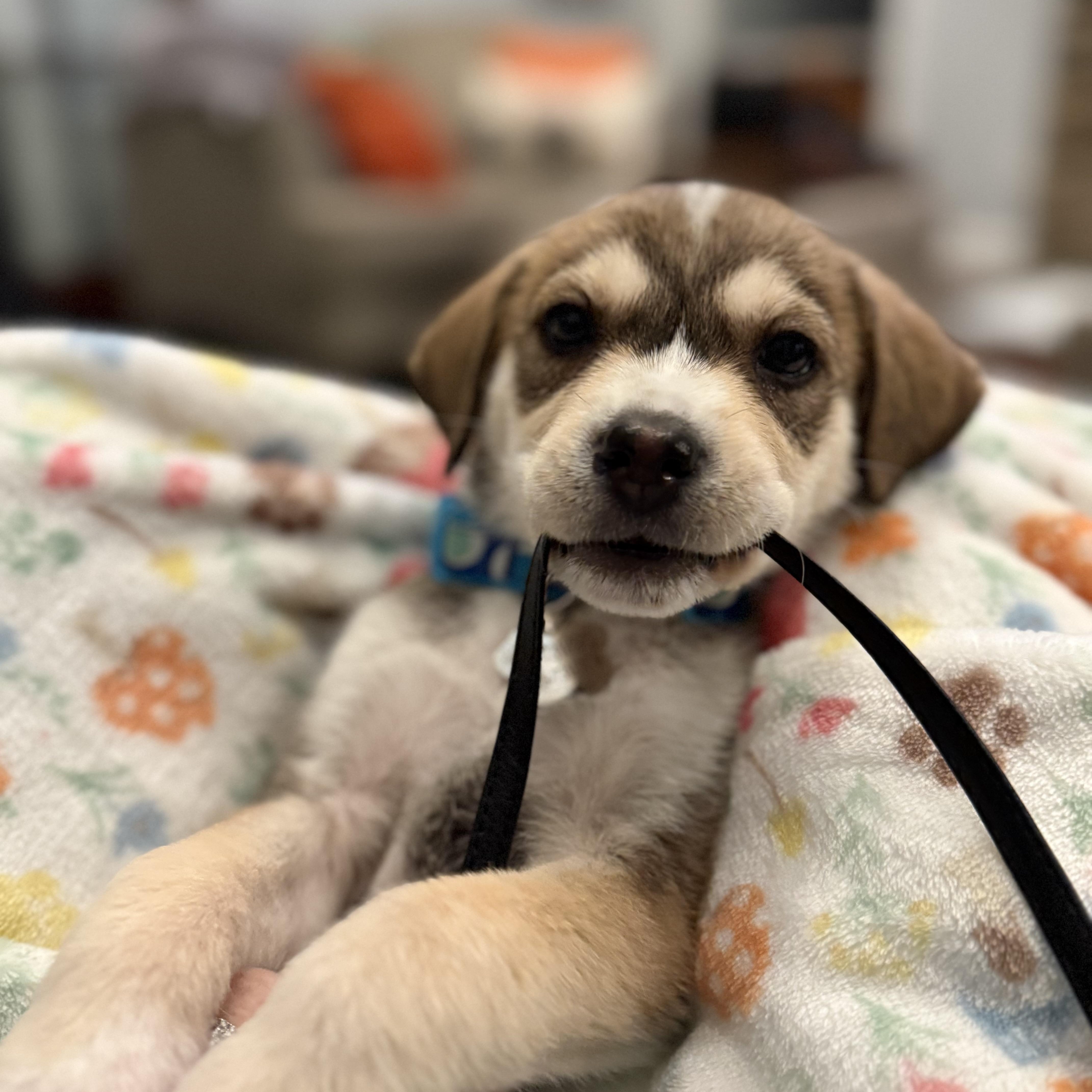 Enlarge Rocky, an adopted mixed breed in Branchville, NJ image 3/6