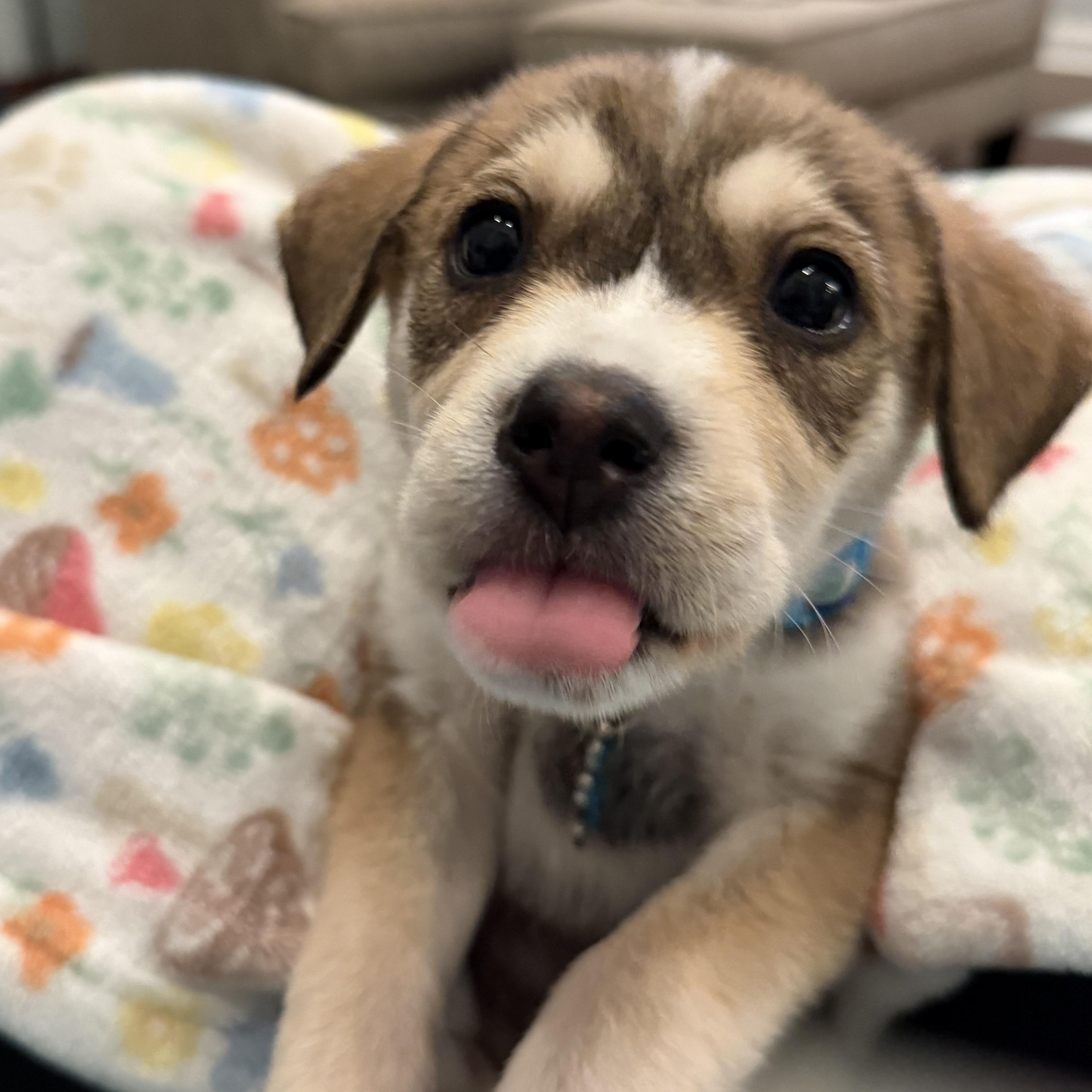 Enlarge Rocky, an adopted mixed breed in Branchville, NJ image 4/6