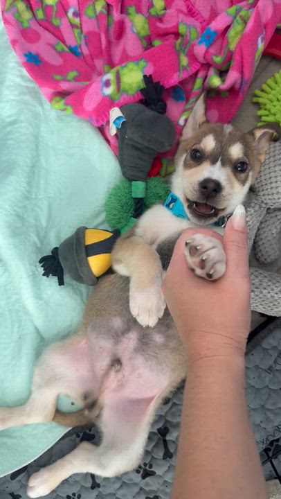 Enlarge Rocky, an adopted mixed breed in Branchville, NJ video 5/6