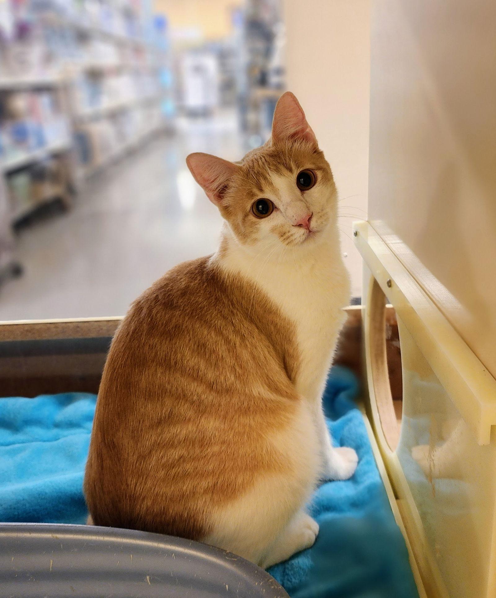 Enlarge Benjamin, a Adopted mixed breed in Garland, TX image 1/3