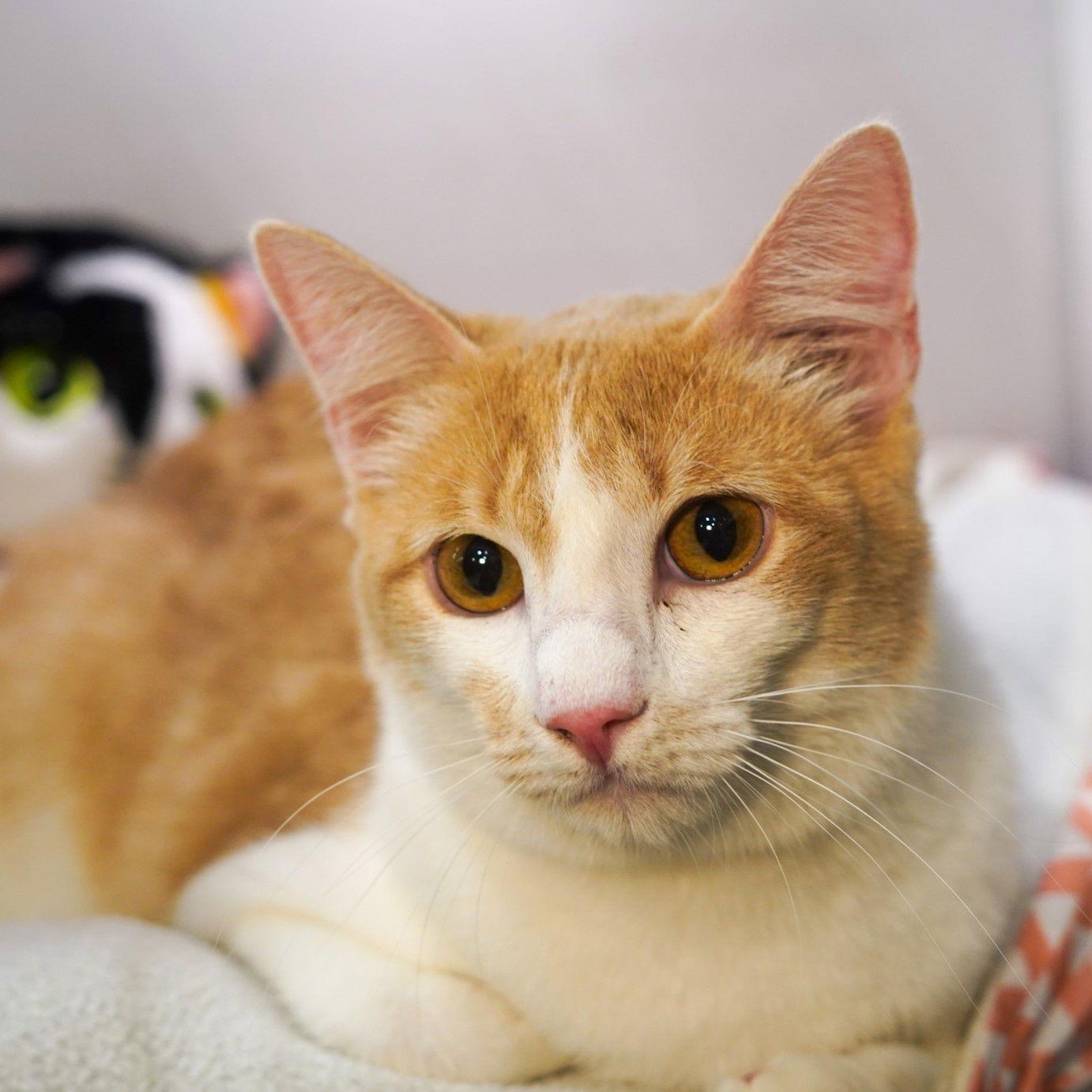 Enlarge Benjamin, a Adopted mixed breed in Garland, TX image 2/3