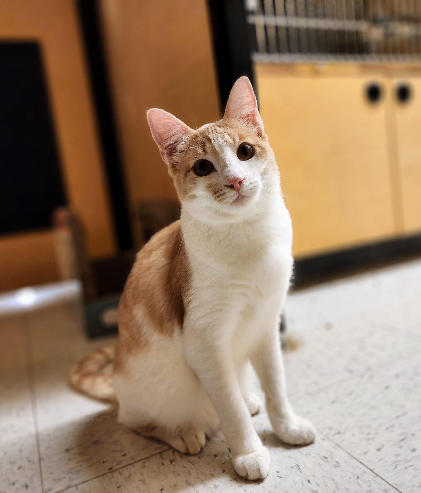 Benjamin, Adopted, Young Male Tabby & Domestic Short Hair.