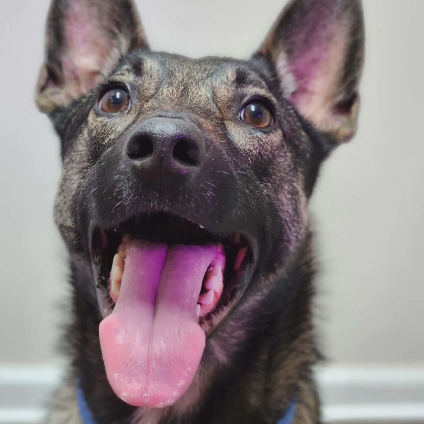 Nova, ADOPTABLE, Adult Female Belgian Shepherd / Malinois.