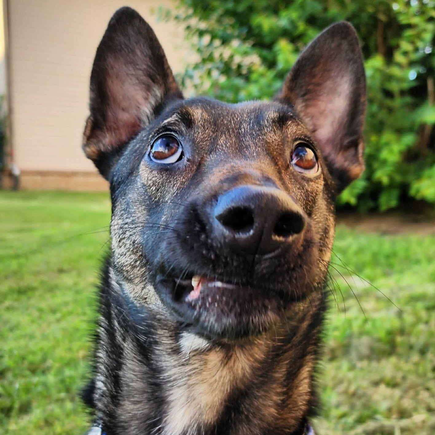 Enlarge Nova, a ADOPTABLE Belgian Shepherd / Malinois in Atoka, TN image 2/2
