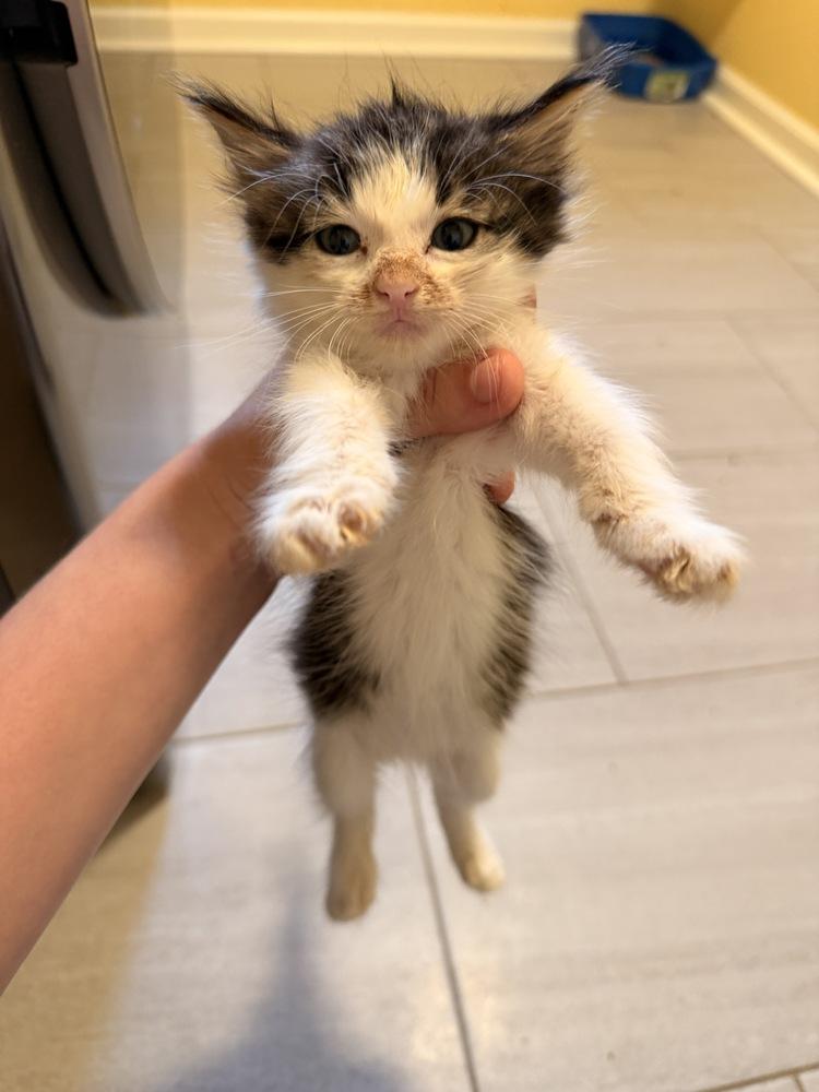 Old Deuteronomy, Adoptable, Kitten Female Domestic Long Hair.