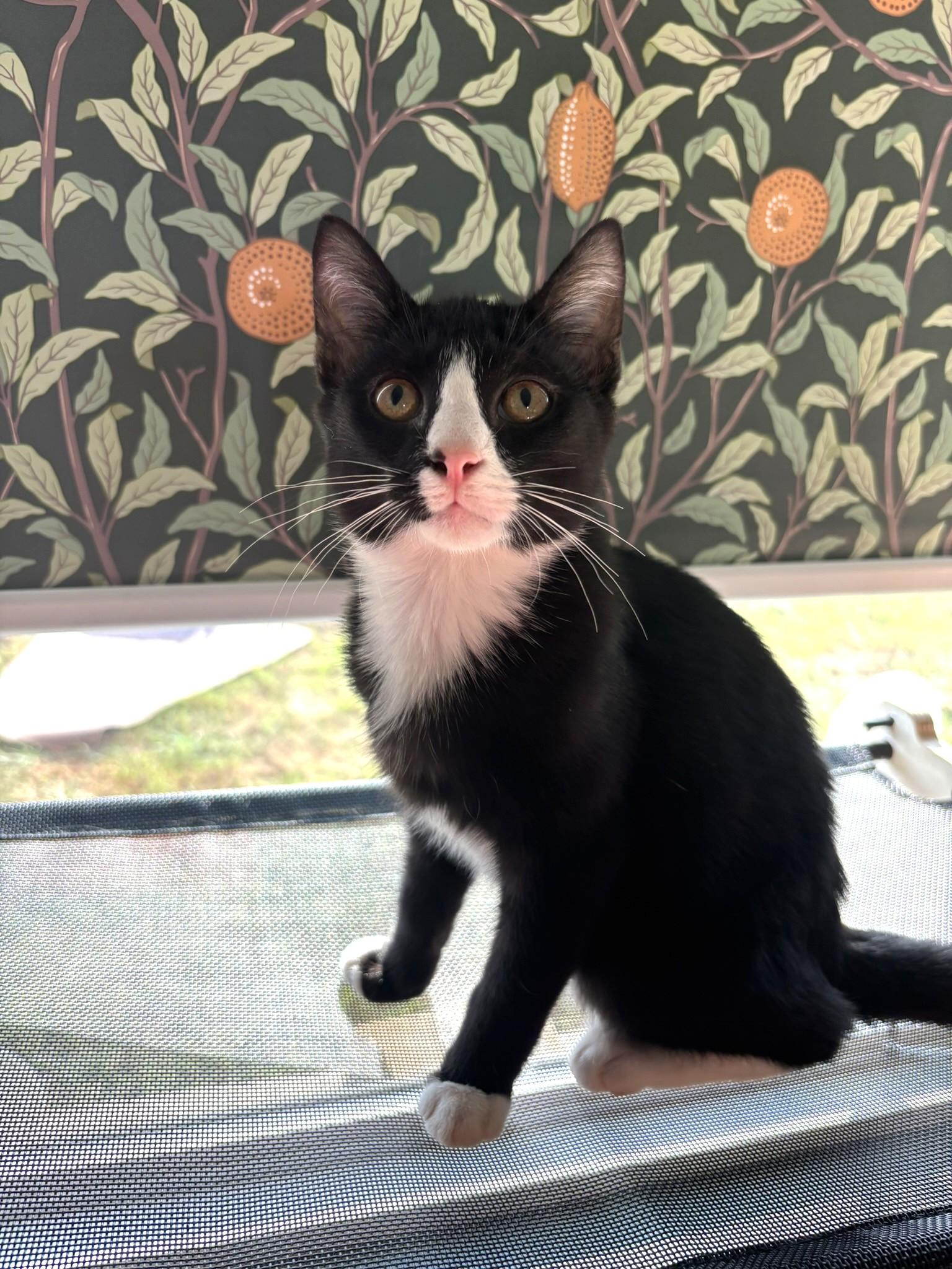 Alfie, Adoptable, Young Male Tuxedo.