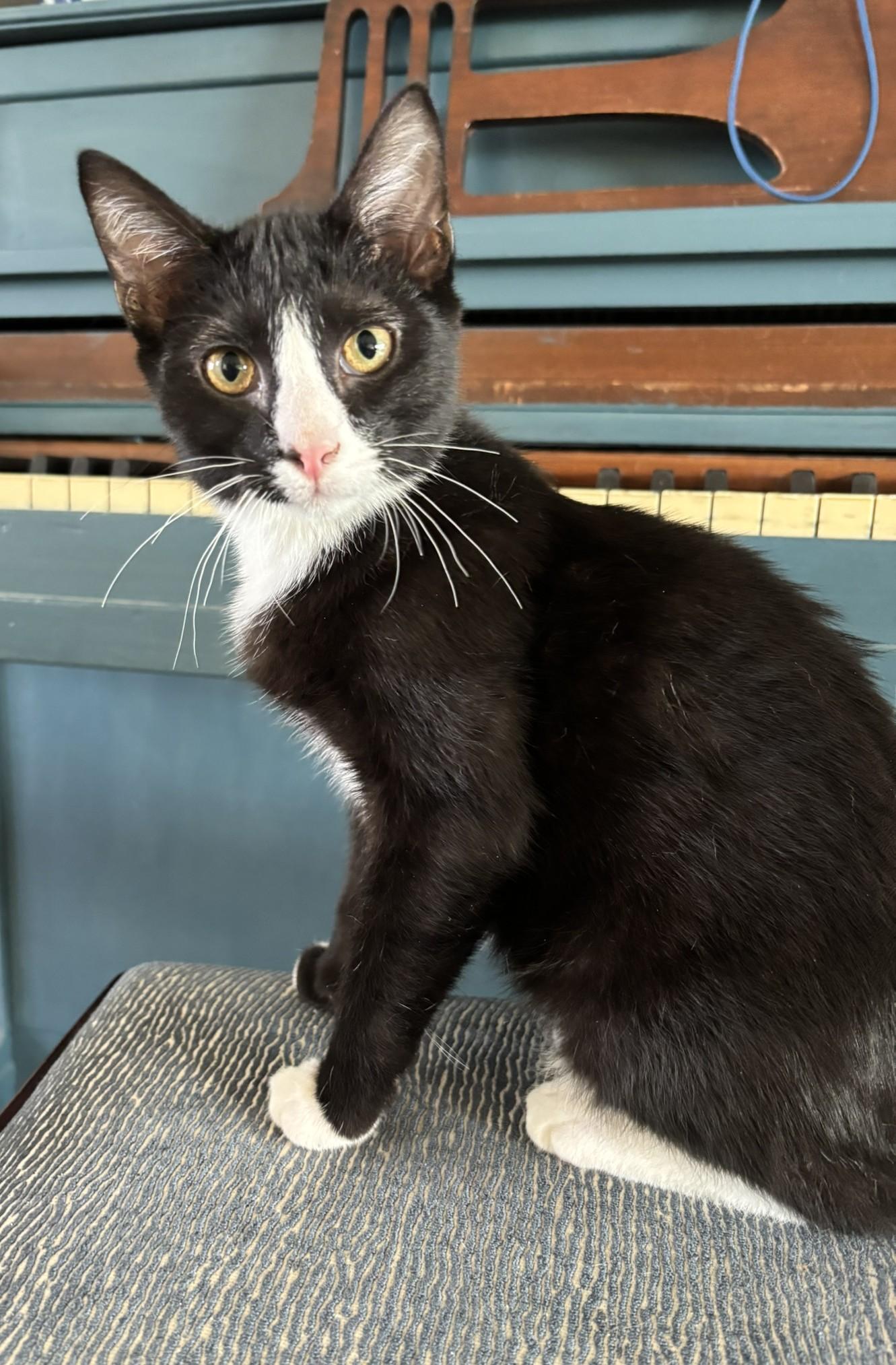 Alfie, a Adoptable Tuxedo in Bentonville, AR image 2/2