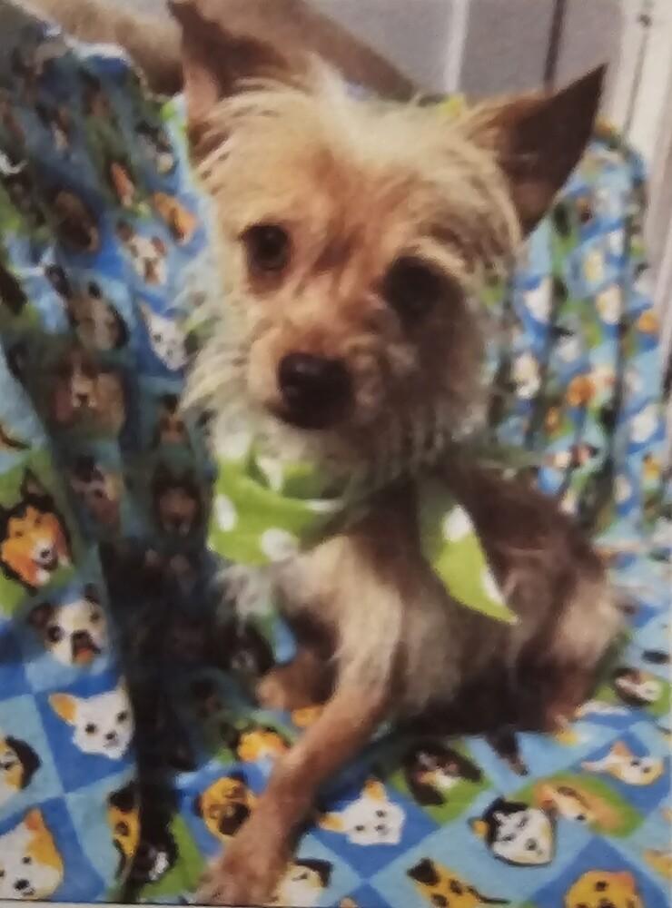 Lucas, Adoptable, Young Male Chihuahua & Terrier.