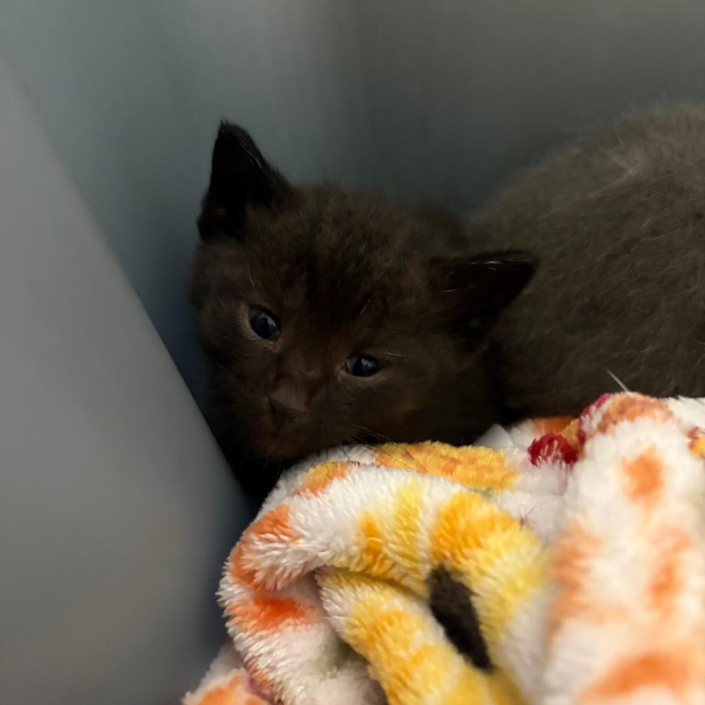 Eclipse, Adoptable, Kitten Male Domestic Short Hair.