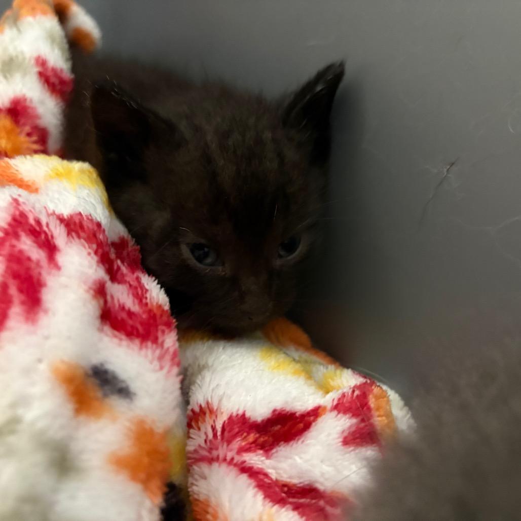 Enlarge Eclipse, a Adoptable Domestic Short Hair in Clarksville, TN image 4/5
