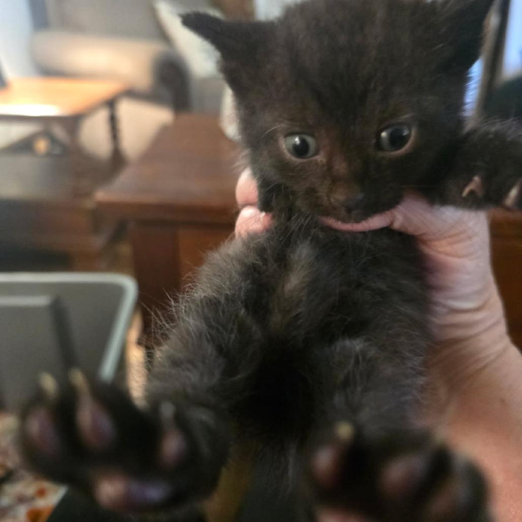 Enlarge Eclipse, a Adoptable Domestic Short Hair in Clarksville, TN image 5/5