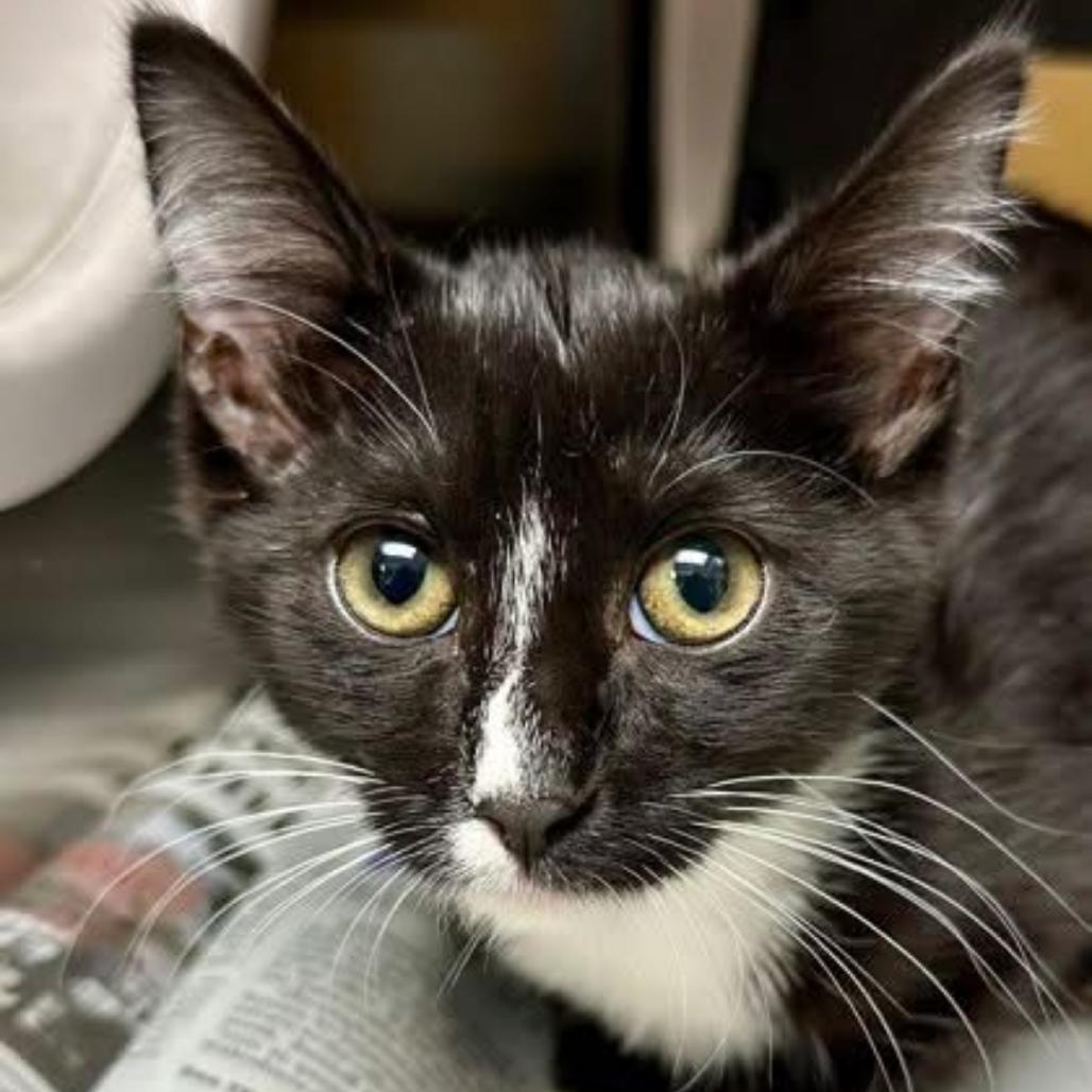 Tidbit, Adoptable, Young Male Domestic Short Hair.