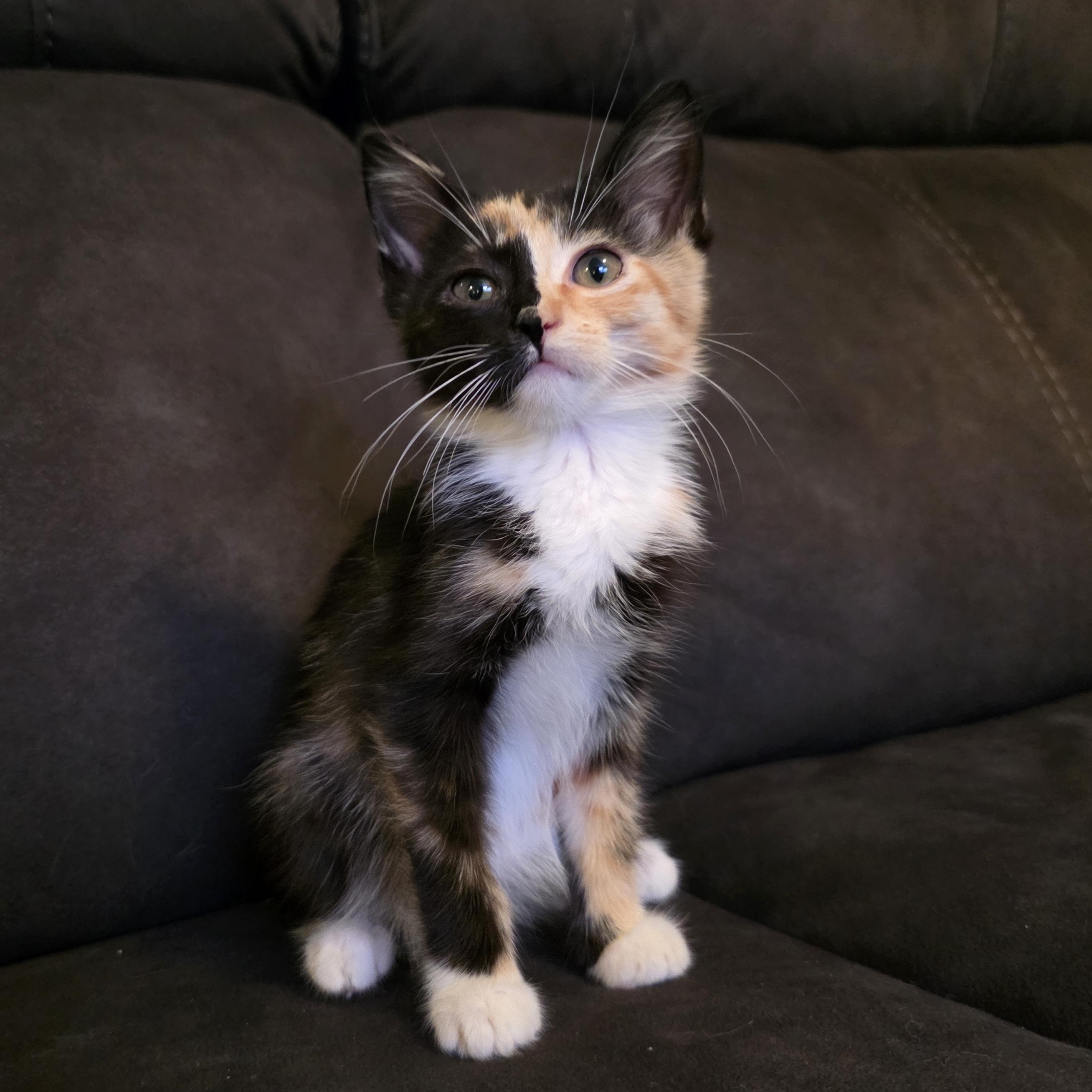 Lila