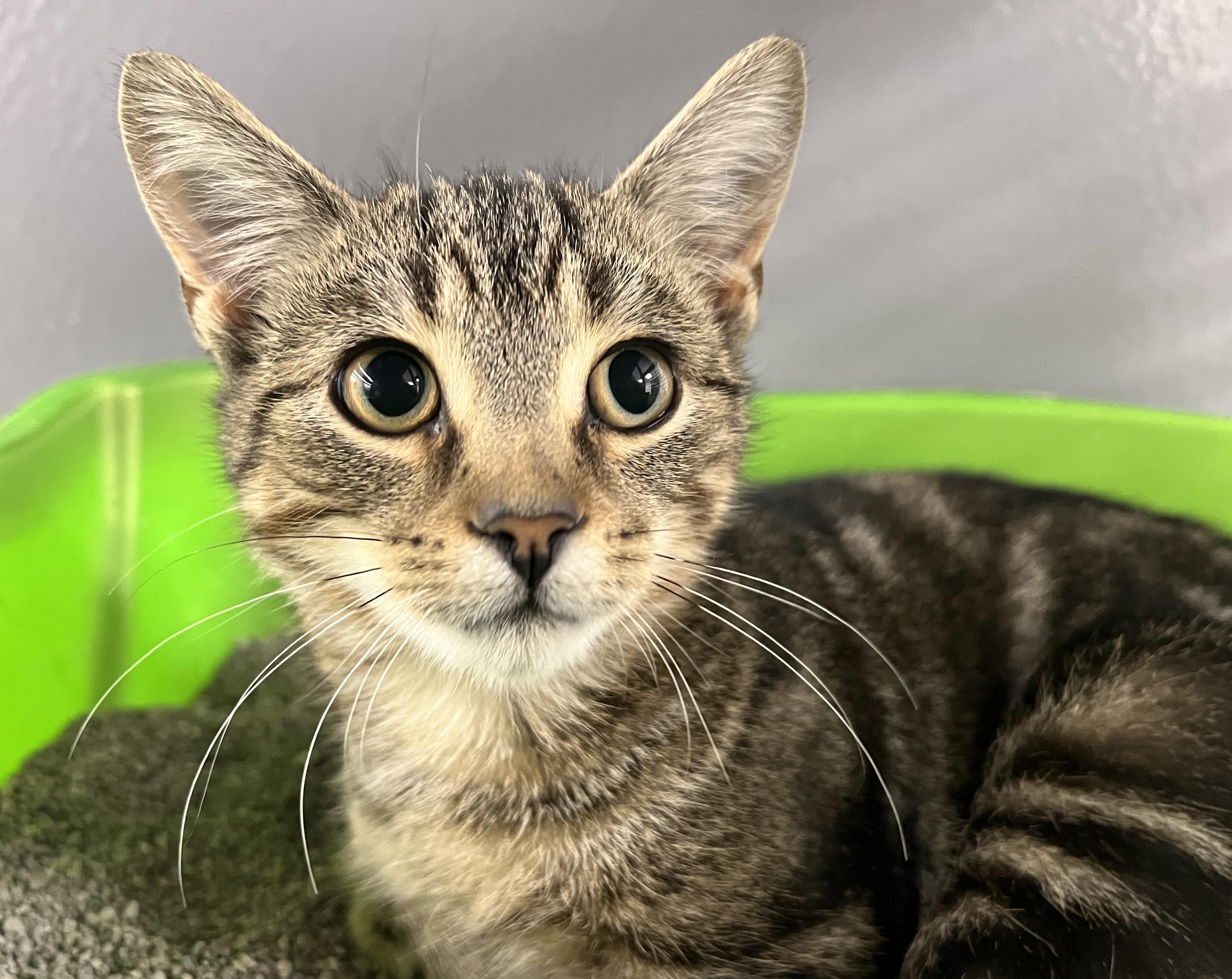 Enlarge Sprite, a Adoptable Domestic Short Hair in Pickering, ON image 1/3