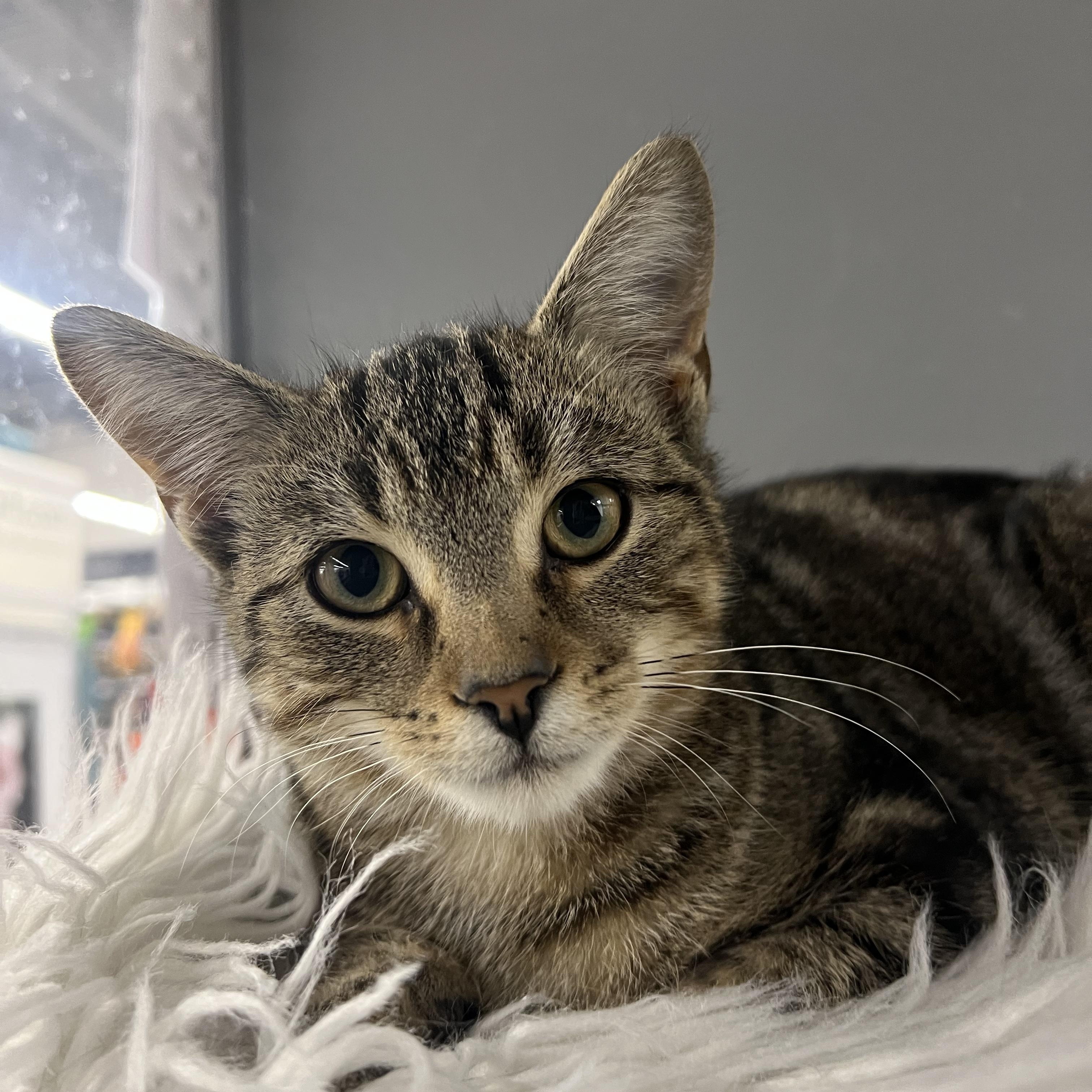 Enlarge Sprite, a Adoptable Domestic Short Hair in Pickering, ON image 3/3