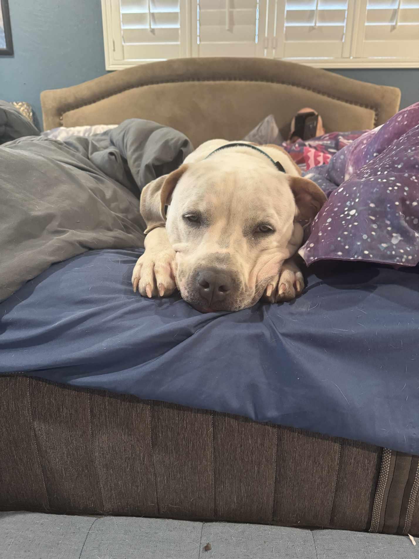 Enlarge Greyson, a Adoptable American Bulldog in Boca Raton, FL image 4/5