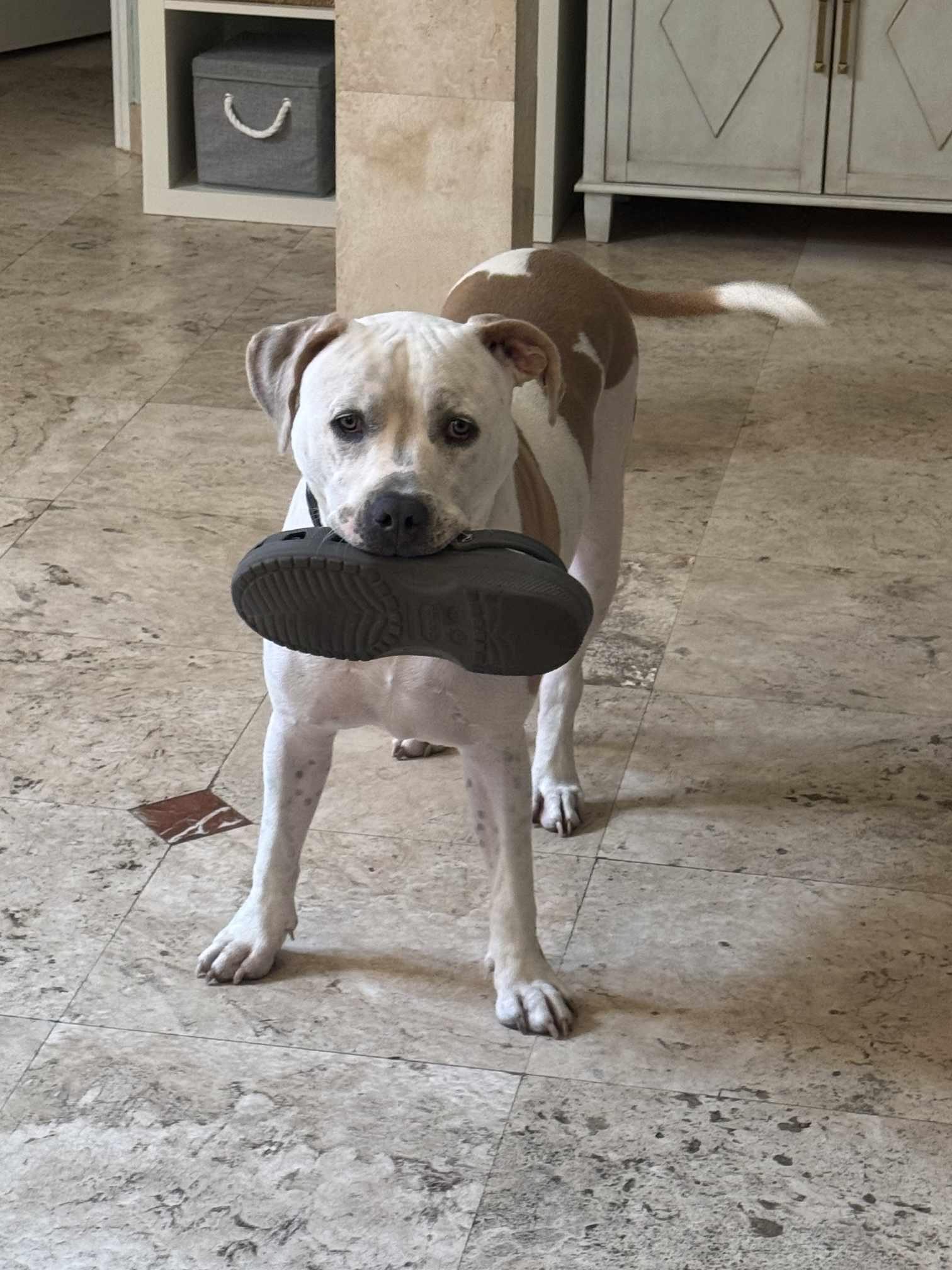 Enlarge Greyson, a Adoptable American Bulldog in Boca Raton, FL image 5/5