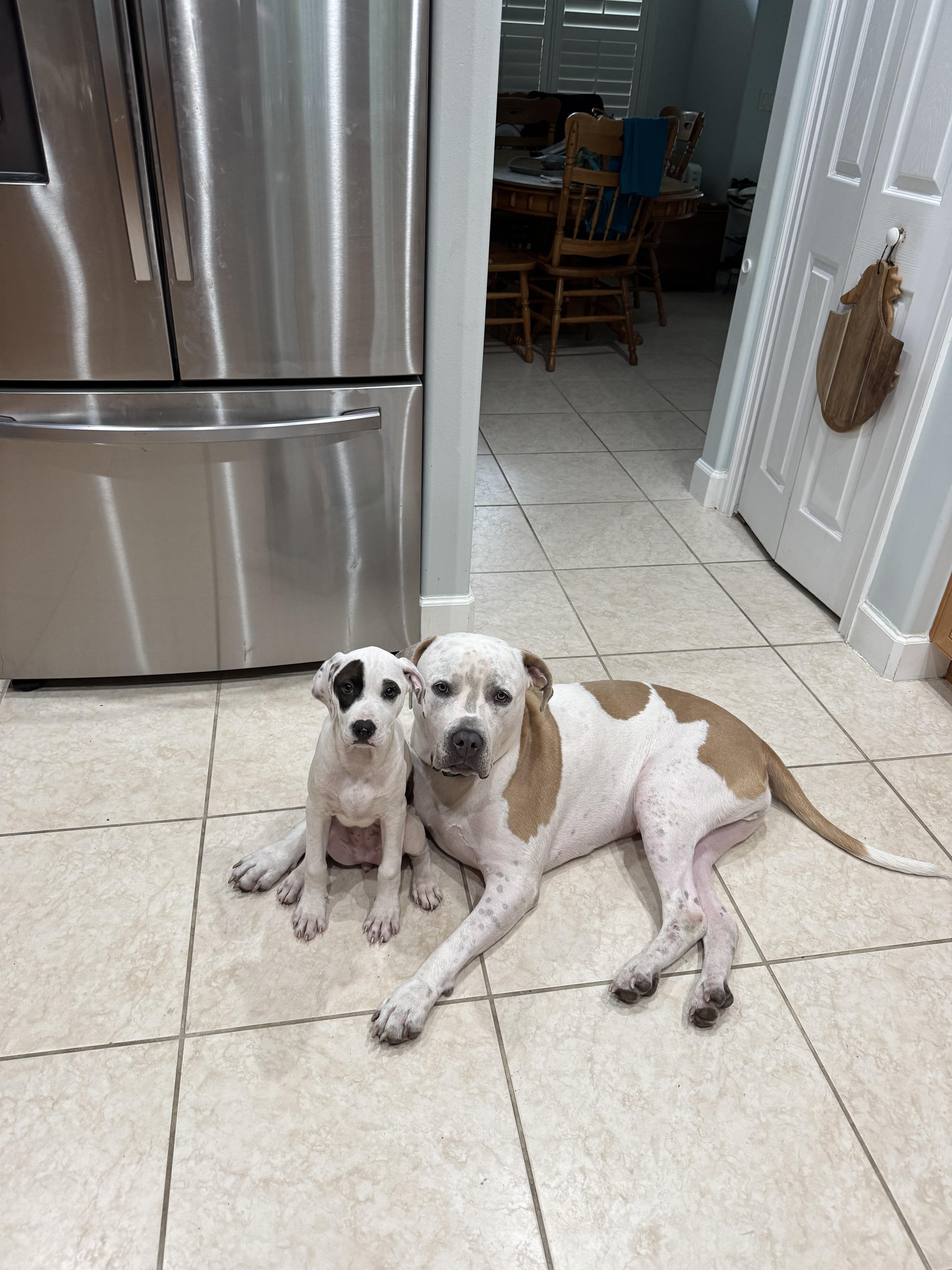 Enlarge Greyson, a Adoptable American Bulldog in Boca Raton, FL image 3/5
