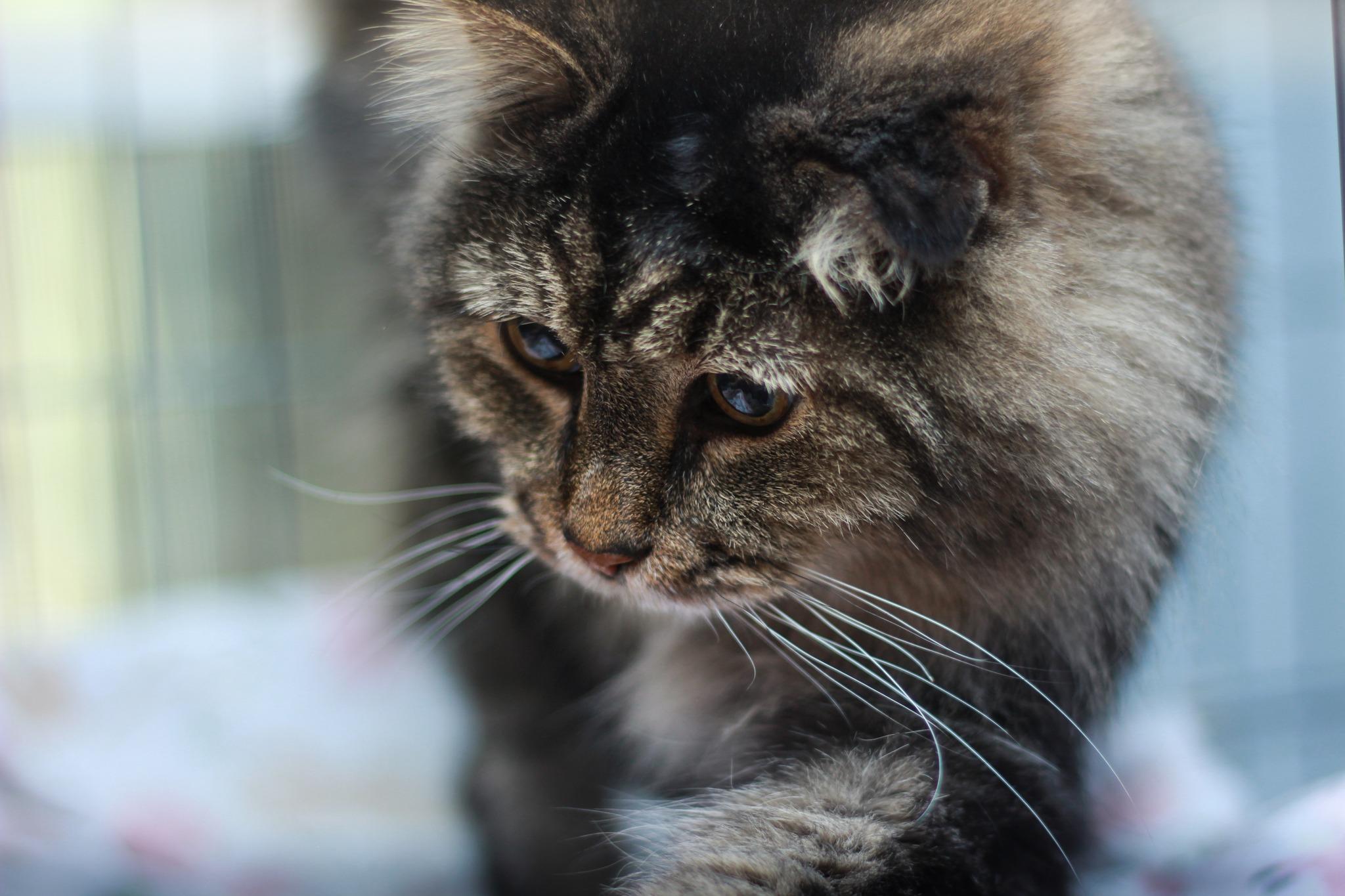 Maine Cat