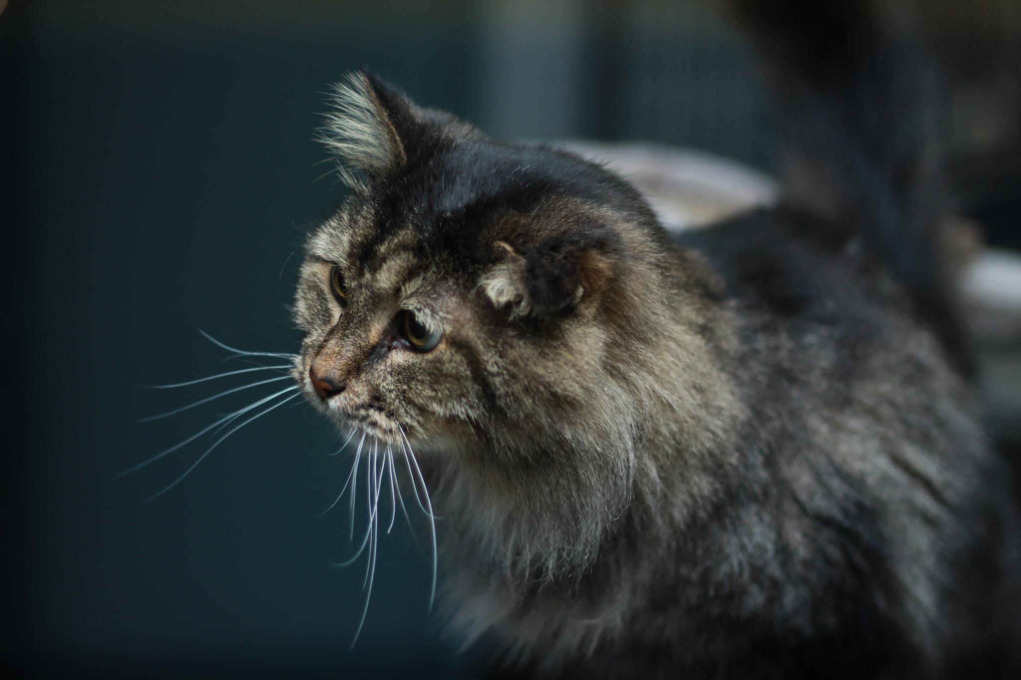 Maine Cat