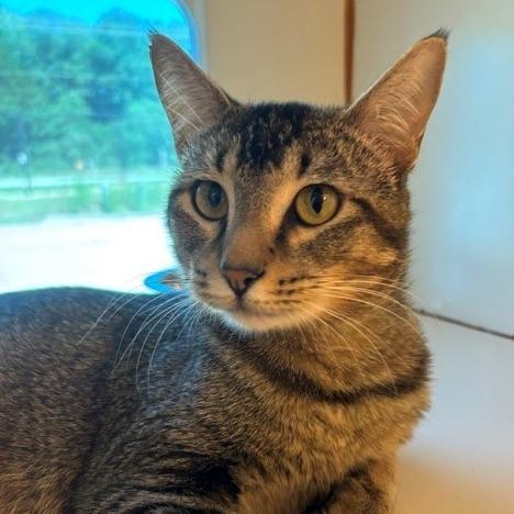 Enlarge Andromeda, a Adoptable Domestic Short Hair in Norman, OK image 1/5