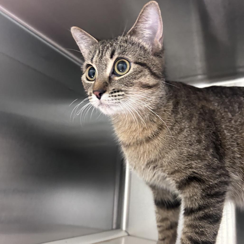 Andromeda, Adoptable, Young Female Domestic Short Hair.