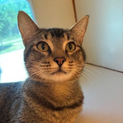 Enlarge Andromeda, a Adoptable Domestic Short Hair in Norman, OK image 3/5