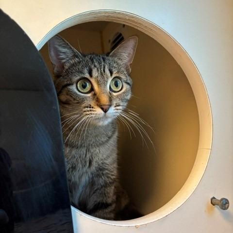 Enlarge Andromeda, a Adoptable Domestic Short Hair in Norman, OK image 4/5