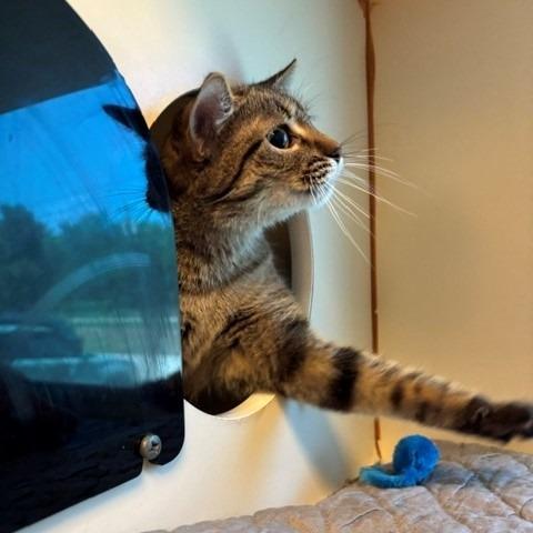 Enlarge Andromeda, a Adoptable Domestic Short Hair in Norman, OK image 5/5