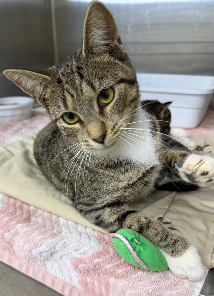 Sally, Adoptable, Young Female Domestic Short Hair.