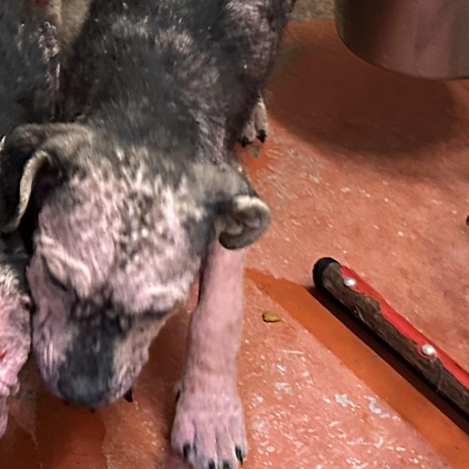 (CCSO) 4, Adoptable, Young Female Pit Bull Terrier.